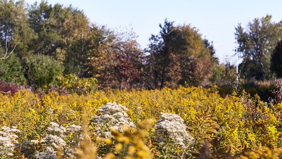 View of the prairie outside the Tinley Park Public Library