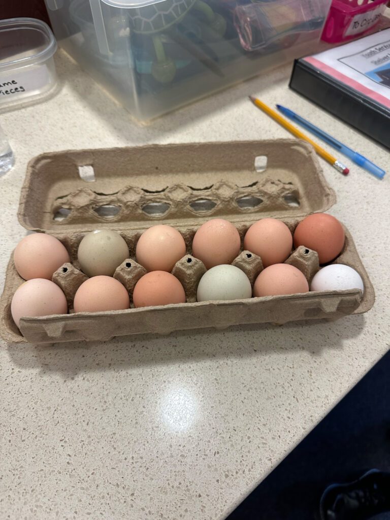 The dozen eggs for our hatching program