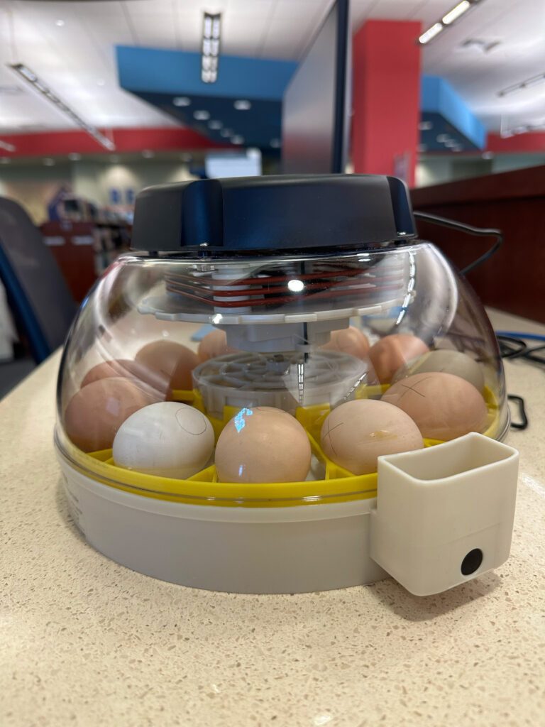 Week 2 of Eggs in the Incubator