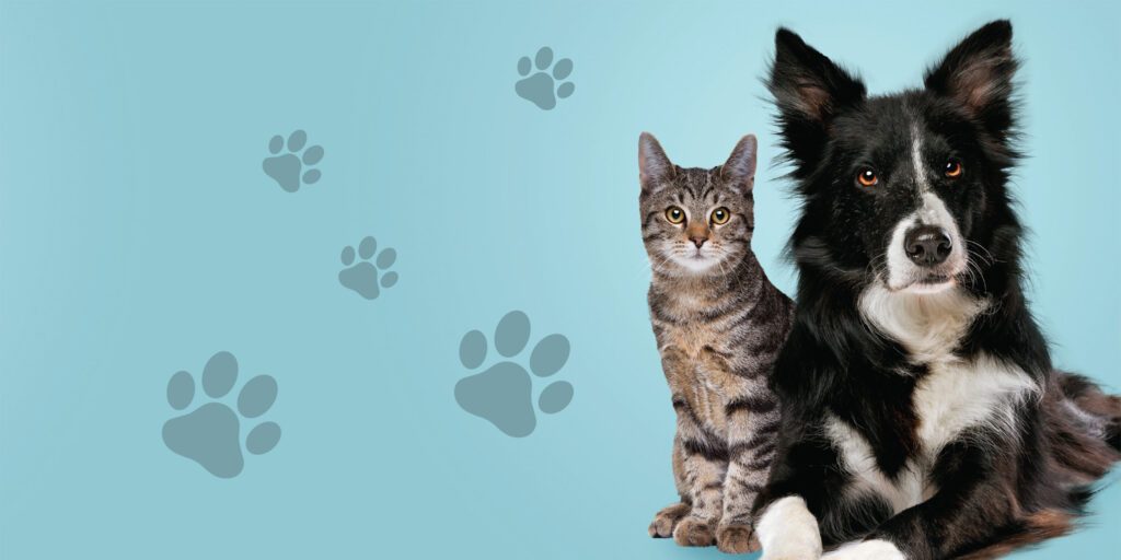 Adoptable cat and dog