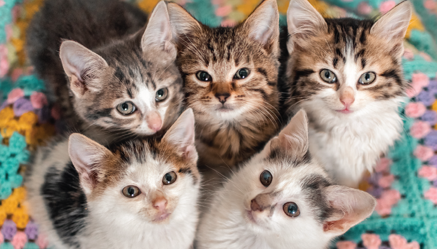 Five kittens cuddled together on a colorful blanket