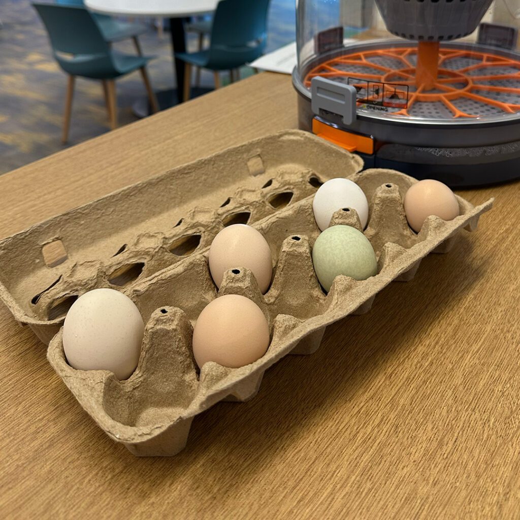 carton with 6 eggs ontop of a low wooden shelf, with the incubator next to it