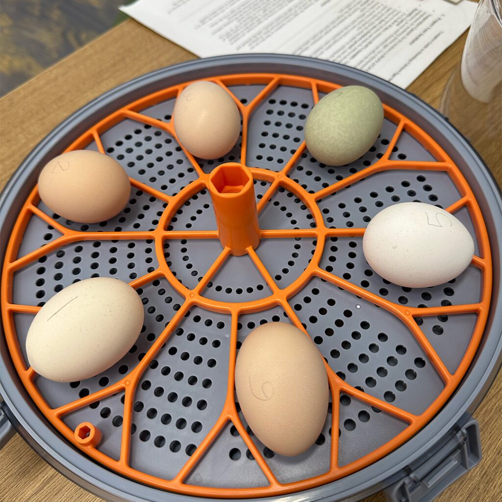 The incubator open with six eggs laying inside of it.