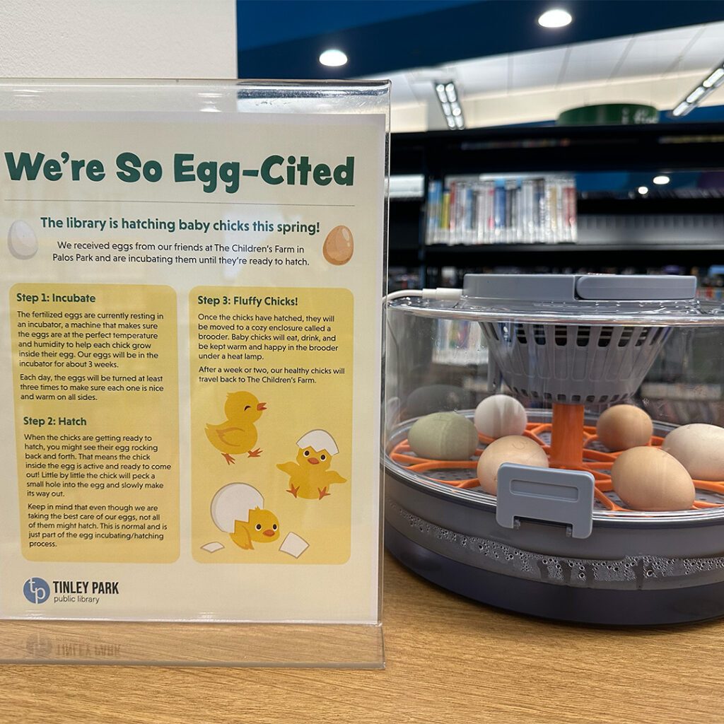Flyer about the chicken eggs' hatching process with the incubator next to it. The incubator has six eggs inside of it.
