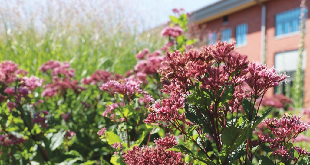 Spring flowers with library building in the background